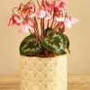 Pink Cyclamen Vase paint by numbers