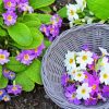 Purple and White Primroses paint by numbers