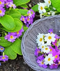 Purple and White Primroses paint by numbers