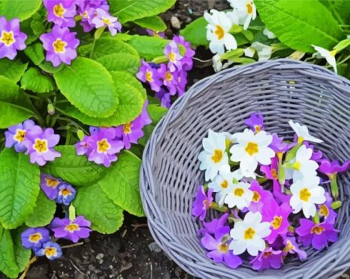 Purple and White Primroses paint by numbers