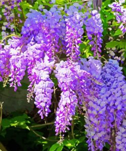 Purple Flowers Wisteria Paint By Number