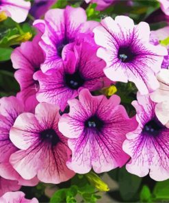 Purple Petunia Flowers paint by numbers