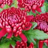 Red Chrysanthemum paint by numbers