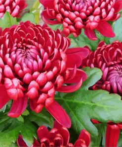 Red Chrysanthemum paint by numbers