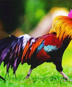 Rooster paint by numbers