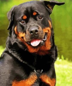 Rottweiler Dog paint by numbers