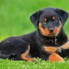 Rottweiler Puppy paint by numbers