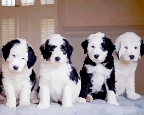 Sheepadoodles Dogs paint by numbers