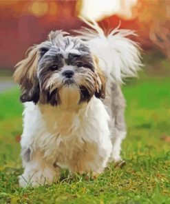 Shih Tzu Dog paint by numbers