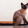 Siamese Cat paint by numbers