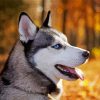 Siberian Husky Close Up paint by numbers