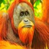 Sumatran Orangutan paint by numbers