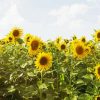 Sunflower Field paint by numbers