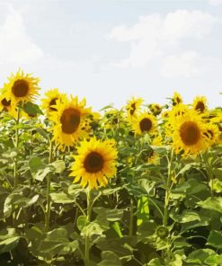 Sunflower Field paint by numbers