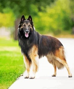 Tervuren Belgian Shepherd paint by numbers