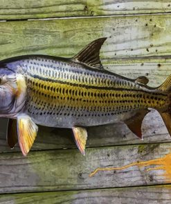 Tigerfish paint by numbers