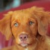 Toller Puppy paint by numbers