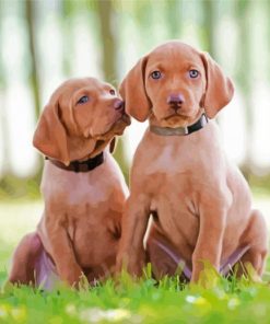 Vizsla Puppies Dogs paint by numbers