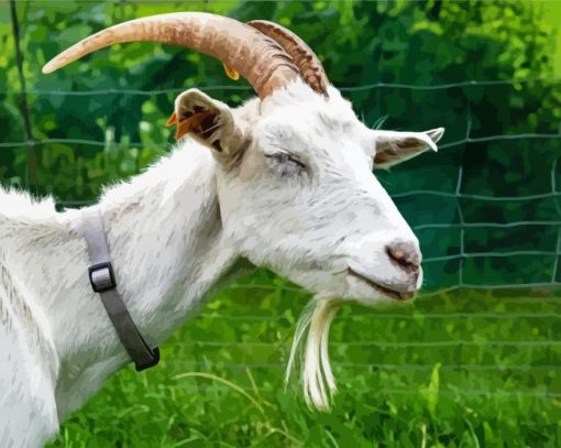 White Capra Goat paint by numbers