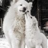 White Samoyed paint by numbers