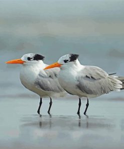 White Terns paint by numbers