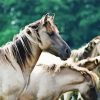 White Brumbies paint by numbers