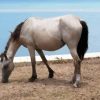 White Brumby Horse Animal paint by numbers