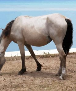 White Brumby Horse Animal paint by numbers