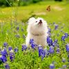 White Dog Watching Butterfly paint by numbers