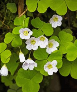 White Oxalis paint by numbers