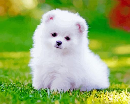 White Pomeranian Puppy Paint By Number