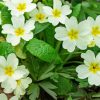 White Primroses paint by numbers