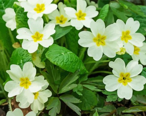 White Primroses paint by numbers