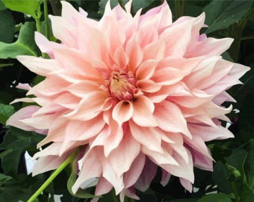 Baby Pink Dahlia paint by numbers