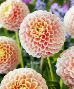 Baby Pink Dahlias paint by numbers