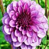 Beautiful Purple Dahlia paint by numbers