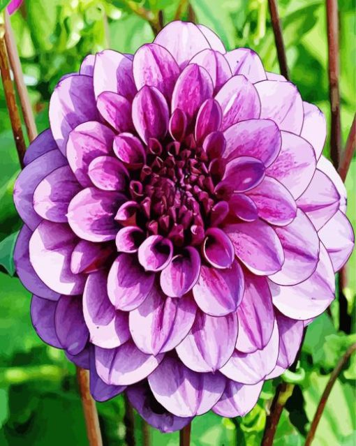 Beautiful Purple Dahlia paint by numbers