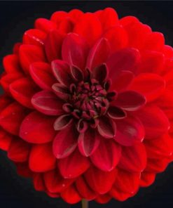 Beautiful Red Dahlia paint by numbers