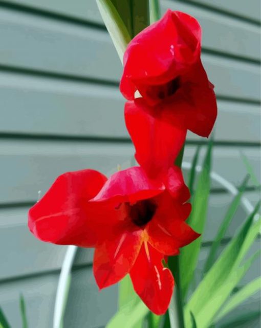 Beautiful Red Gladiola paint by numbers