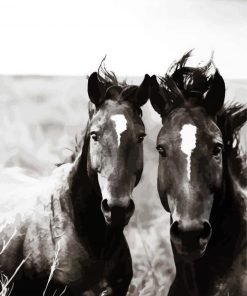 Black And White Brumbies paint by numbers