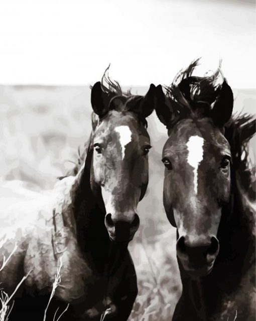 Black And White Brumbies paint by numbers