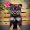 Black Maltipom Puppy paint by numbers