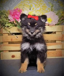 Black Maltipom Puppy paint by numbers