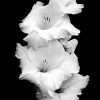 Black and White Gladiola Flower paint by numbers