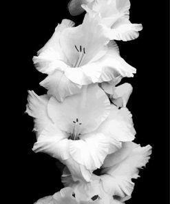 Black and White Gladiola Flower paint by numbers