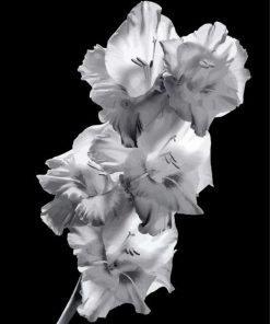 Black and White Gladiola paint by numbers