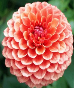 Blooming Dahlia Flower paint by numbers