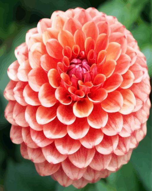 Blooming Dahlia Flower paint by numbers