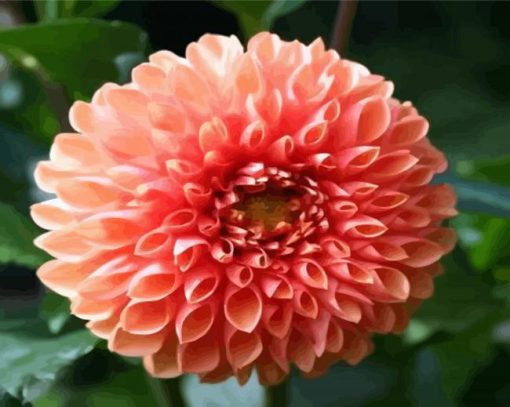 Blooming Dahlia paint by numbers