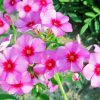 Blooming Phlox Plant paint by numbers